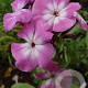 Phlox (P) Purple Eye Flame GM P9