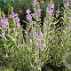 Physostegia v. 'Variegata' GM P9
