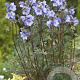 Polemonium 'Heaven Scent' GM P9