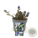 Pulmonaria 'Blue Ensign' GM 2,0L
