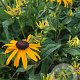 Rudbeckia f. 'City Garden' GM P9