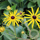 Rudbeckia fulgens 'Forever Gold' GM P9