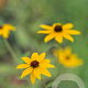 Rudbeckia triloba GM P9