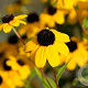 Rudbeckia triloba 'Blackjack Gold' GM P9