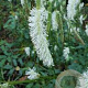Sanguisorba canadensis GM P9
