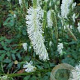 Sanguisorba canadensis GM P9
