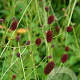 Sanguisorba 'Joni' GM P9