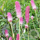 Sanguisorba o. 'Pink Tanna' GM P9