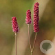 Sanguisorba o. 'Pink Tanna' GM P9