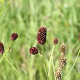 Sanguisorba o. 'Pink Tanna' GM P9