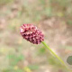 Sanguisorba o. 'Pink Tanna' GM P9