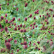 Sanguisorba o. 'Tanna' GM P9