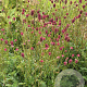 Sanguisorba 'Proud Mary' GM P9