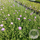 Scabiosa col. 'Butterfly Blue' GM 2,0L
