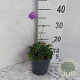 Scabiosa col. 'Butterfly Blue' GM 2,0L