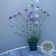 Scabiosa col. 'Butterfly Blue' GM 2,0L