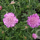 Scabiosa col. 'Pink Mist' GM P9