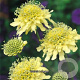 Scabiosa ochroleuca GM P9