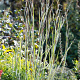 Schizachyrium sc. 'Ha Ha Tonka' GM P9
