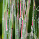 Schizachyrium sc. 'Ha Ha Tonka' GM P9
