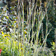 Schizachyrium sc. 'Ha Ha Tonka' GM P9