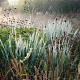 Schizachyrium sc. 'Ha Ha Tonka' GM P9
