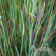 Schizachyrium sc. 'St.Ovation' GM P9