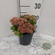 Sedum 'Herbstfreude' GM 2,0L