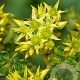 Sedum oreganum GM P9