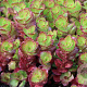 Sedum spurium 'Purple Winter' GM P9