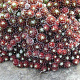 Sempervivum arachn. 'Rubrum' GM P9