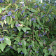 Cornus amomum 'Blue Cloud' 250-300 cm draadkluit struik