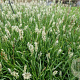 Sesleria 'Greenlee' GM P9