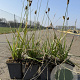 Sesleria heufleriana GM P9