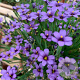 Sisyrinchium 'Sapphire' GM P9