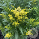 Solidago 'Little Lemon' GM P9