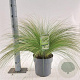 Stipa tenuissima 'Ponytails' 45-50 cm cont. 65L