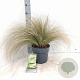 Stipa tenuissima 'Ponytails' 45-50 cm cont. 65L