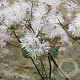 Thalictrum a. 'White Cloud' GM P9