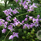 Thalictrum delavayi decorum GM P9