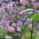 Thalictrum rochebrun. grandisepalum GM P9