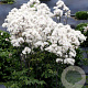 Thalictrum 'TNTNW' GM P9