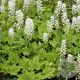 Tiarella c. 'Moorgrün' GM P9