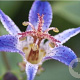 Tricyrtis 'Blue Wonder' GM P9