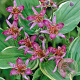 Tricyrtis form. 'Gilt Edge' GM P9