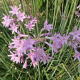 Tulbaghia violacea GM P9
