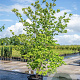 Cornus florida 200-225 cm cont. 90L