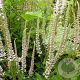 Veronicastrum virg. 'Apollo White' GM P9