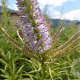 Veronicastrum virg. 'Challenger' GM P9