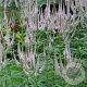 Veronicastrum virg. 'Roseum' GM P9